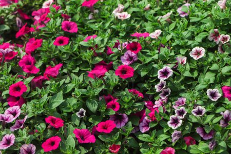 Photo for Flowerbed with multicoloured petunias ,colourful petunia (Petunia hybrida) flowers - Royalty Free Image