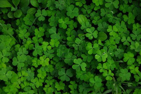 Photo for Natural plant green background of small wild clover - Royalty Free Image