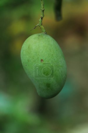 Téléchargez les photos : Jeune mangue fraîche sur arbre. - en image libre de droit
