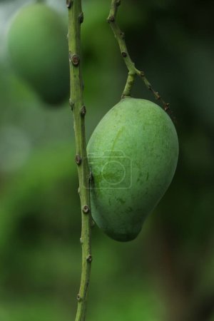 Téléchargez les photos : Jeune mangue fraîche suspendue à un arbre - en image libre de droit