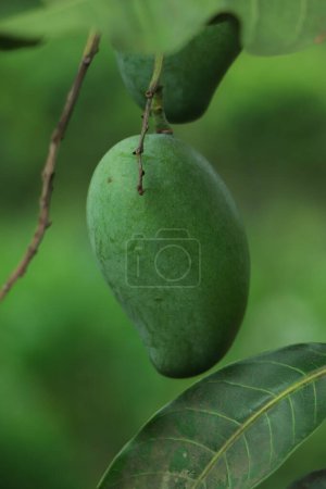 Téléchargez les photos : Mangue fraîche verte suspendue à un arbre dans un jardin fruitier - en image libre de droit
