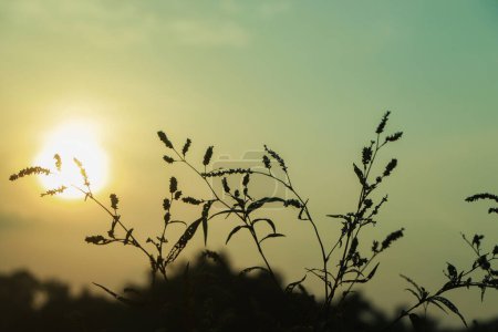 Téléchargez les photos : Reeds de retour éclairés au lever du soleil dans les zones humides - en image libre de droit