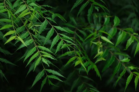 Téléchargez les photos : Azadirachta indica - Une branche de feuilles de neem. Médecine naturelle, arbre neem médecine naturelle - en image libre de droit