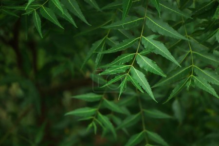 Téléchargez les photos : Nouvelle feuille supérieure de la plante neem - en image libre de droit