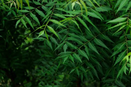 Téléchargez les photos : Azadirachta indica - Une branche de feuilles de neem. Médecine naturelle, arbre neem médecine naturelle - en image libre de droit