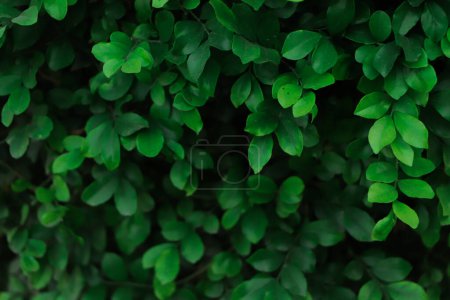 Photo for Wall texture of fresh green leaves - Royalty Free Image