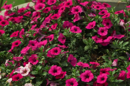 Téléchargez les photos : Photo de couleur rose vif pétunia fleurs gros plan, fond de fleurs. - en image libre de droit