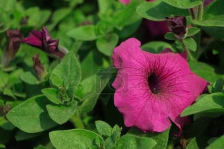 Téléchargez les photos : Fleur pétunia rose dans le jardin avec fond vert - en image libre de droit