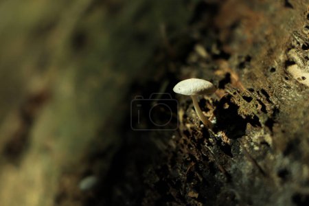 Téléchargez les photos : Minuscule champignon à orientation sélective poussant en forêt - en image libre de droit