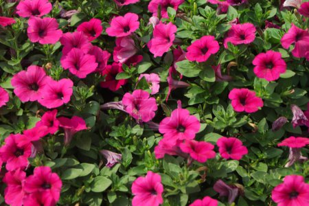 Téléchargez les photos : Fond de pétunia rose fleur dans le jardin - en image libre de droit