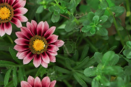 Téléchargez les photos : Pibk gazania fleur dans le jardin - en image libre de droit