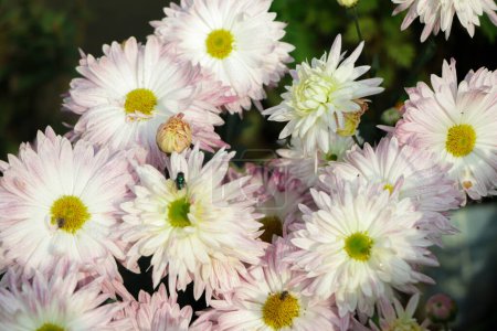 Photo for Pink chrysanthemums in the flower farm - Royalty Free Image