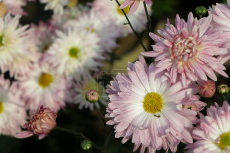 Photo for A close up photo of a bunch of dark pink chrysanthemum flowers with yellow centers and white tips on their petals. Chrysanthemum pattern in flowers park. Cluster of pink purple chrysanthemum - Royalty Free Image