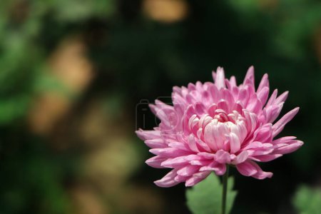 Photo for Pink Chrysanthemums in the autumn garden .Background of many small pink flowers of Chrysanthemum. Beautiful autumn flower background. Chrysanthemums Flowers blooming in - Royalty Free Image