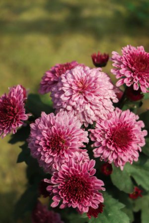 Photo for A top view of pink chrysanthemum petite flowers in a garden - Royalty Free Image