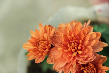 Photo for Orange Chrysanthemum Flower in Garden - Royalty Free Image