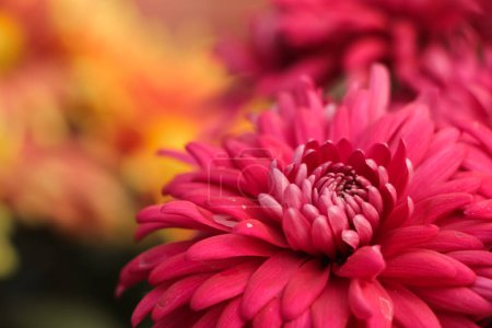 Photo for Blooming pink small chrysanthemums. chrysanthemums flower field background. - Royalty Free Image