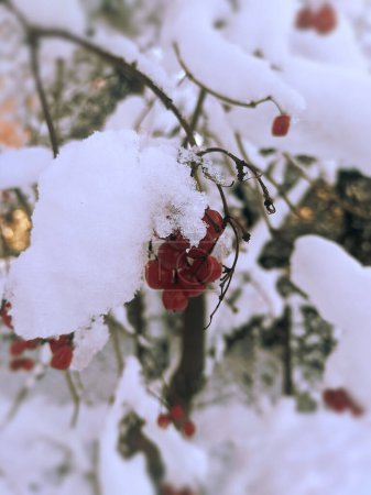 Foto de Ramas cubiertas de nieve y bayas rojas en el rowan tree contra el fondo de un edificio residencial de varios pisos en un día de invierno frío y nevado. - Imagen libre de derechos