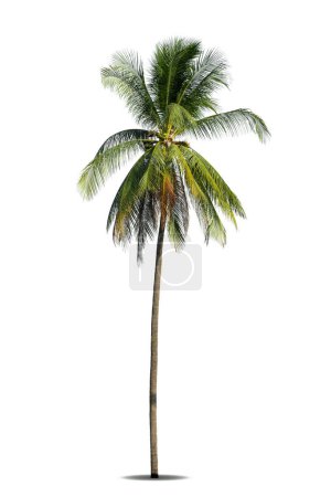 Foto de Palmera de coco aislada sobre fondo blanco, palmera contra fondo blanco. - Imagen libre de derechos