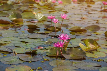 Beautiful Pink lotus lake in the morning,  in the lake at Udonthani province, Thailand.