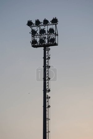 Foto de Silueta de una bandada de estorninos en los focos de un campo de fútbol - Imagen libre de derechos