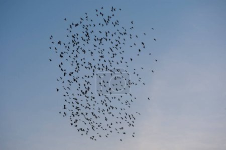 Foto de Manada de estorninos volando en un cielo azul. bandada de aves volando - Imagen libre de derechos