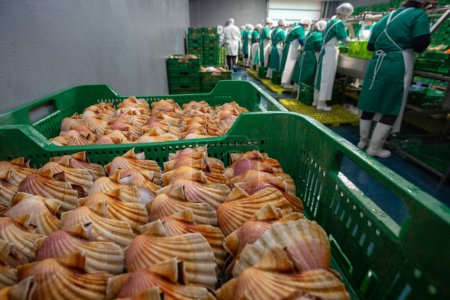 Téléchargez les photos : Nettoyage et éviscération des pétoncles dans une usine de traitement des mollusques en Galice - en image libre de droit