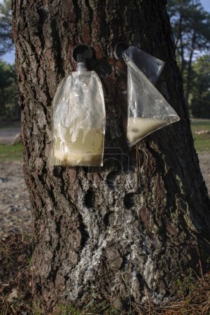 Téléchargez les photos : Collection de résine dans les pins. Resination dans Pinaster Pine. Forêt galicienne. Oia, Galice - en image libre de droit