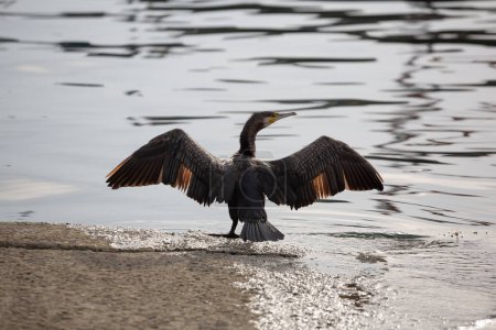 A cormorant spreads its wings to dry in the sun in the port of Vilaxoan, Vilagarcia de Arousa