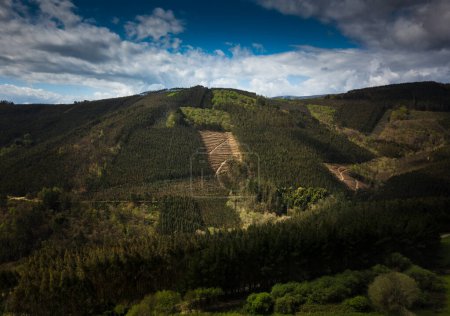Eucalyptus plantation in the mountains of A Pontenova, Lugo, Galicia