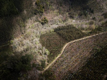 Eukalyptusplantage in den Bergen von A Pontenova, Lugo, Galizien