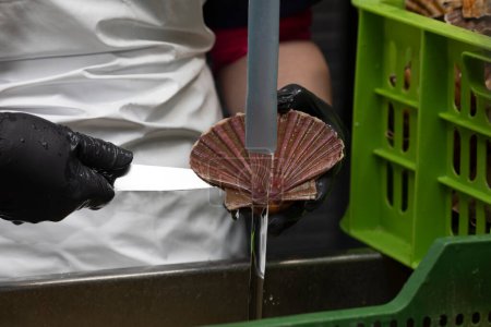 Téléchargez les photos : Nettoyage et éviscération des pétoncles dans une usine de traitement des mollusques en Galice - en image libre de droit