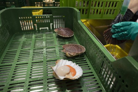 Reinigung und Entkernung von Jakobsmuscheln in einer Muschelbehandlungsanlage in Galicien