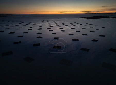 Aerial view of a polygon of pans for mussel cultivation in the Ria de Arousa at dusk