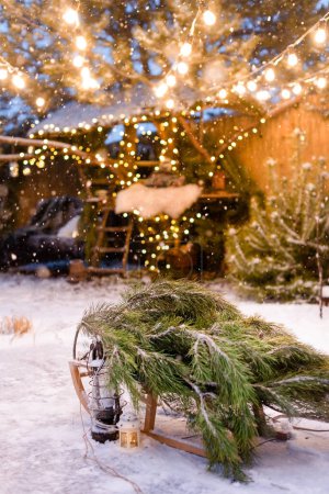 Foto de Trineo de Navidad con un pino en el patio trasero con muchas luces de cuerda - Imagen libre de derechos