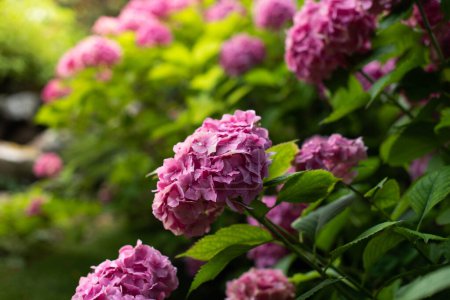 Üppige Sträucher mit blühenden rosa Hortensien im Par
