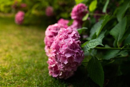 Üppige Sträucher mit blühenden rosa Hortensien im Par