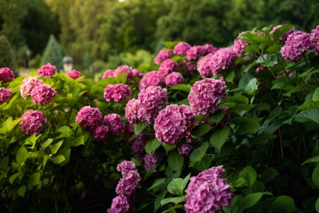 Lush bushes of blooming pink hydrangea in the par