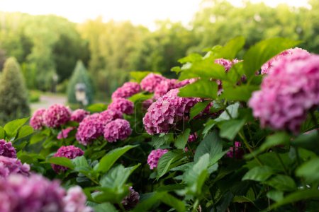 Lush bushes of blooming pink hydrangea in the par