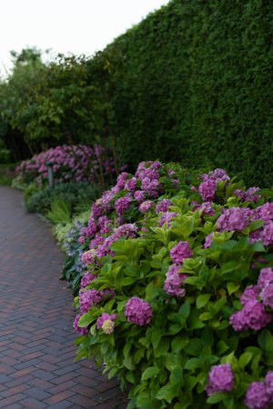 Bushes of lushly blooming pink hydrangea along the alley in the par