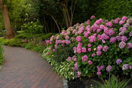 Bushes of lushly blooming pink hydrangea along the alley in the par