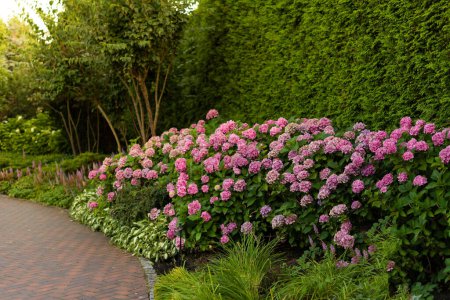 Bushes of blooming pink hydrangea along a cobblestone path in a park