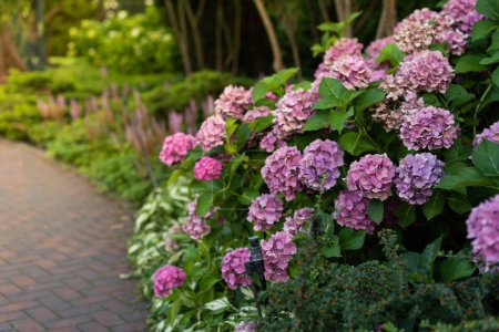 Bushes of blooming pink hydrangea in a park