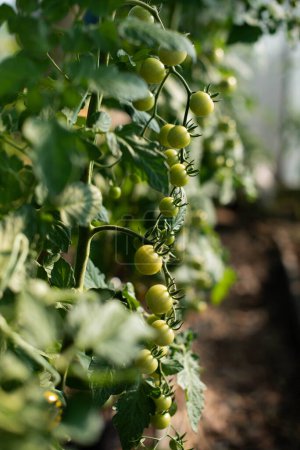 a branch of green cherry tomatoes in a greenhous