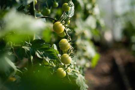 Photo for A branch of green cherry tomatoes in a greenhous - Royalty Free Image
