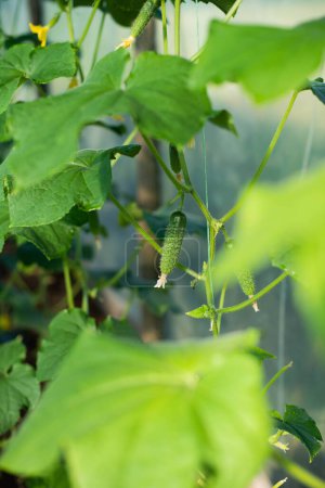 Un pequeño pepino joven atado verticalmente en un invernadero