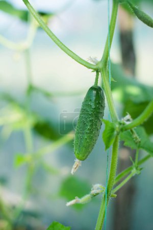 Un pequeño pepino joven atado verticalmente en un invernadero