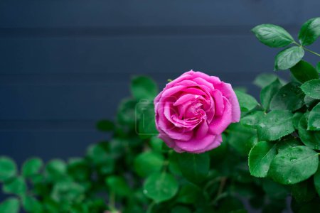 One pink rose on a dark blue background with copy space