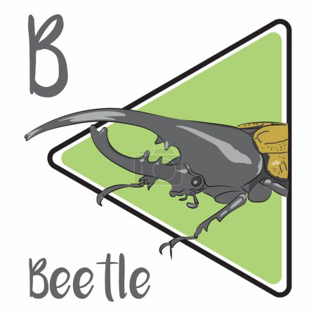 Téléchargez les photos : Les coléoptères sont le type d'insecte le plus commun et la plupart d'entre eux ont deux paires d'ailes. Leur paire d'ailes avant sont durcies en cas d'aile, élytres. Le corps du scarabée se compose de trois segments principaux : la tête, le thorax et l'abdomen.. - en image libre de droit
