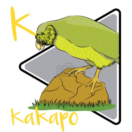 Foto de El kakapo no puede volar, Utiliza sus alas para el equilibrio y para romper su caída cuando salta de los árboles. El kkp tiene un sentido del olfato bien desarrollado, que complementa su estilo de vida nocturno. La población de Kakapo en Nueva Zelanda ha disminuido masivamente. - Imagen libre de derechos